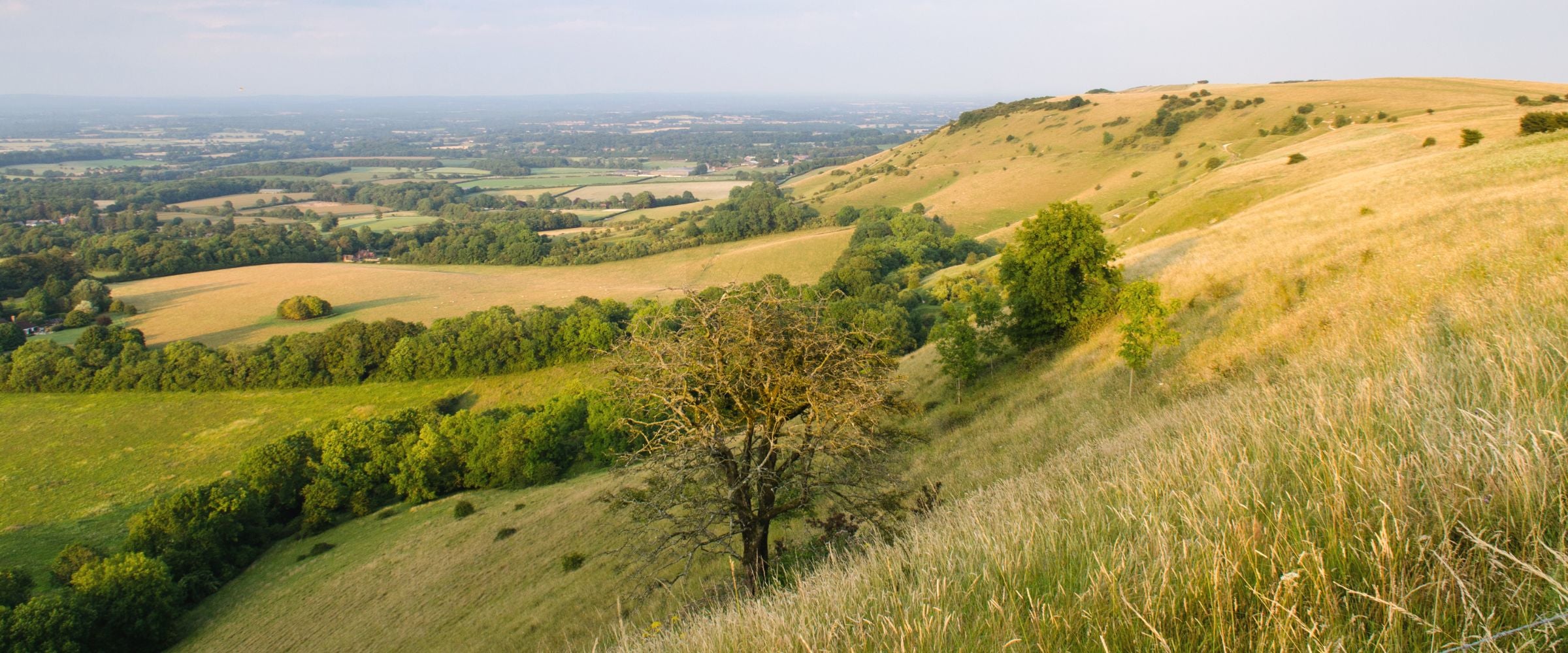 south downs landscape
